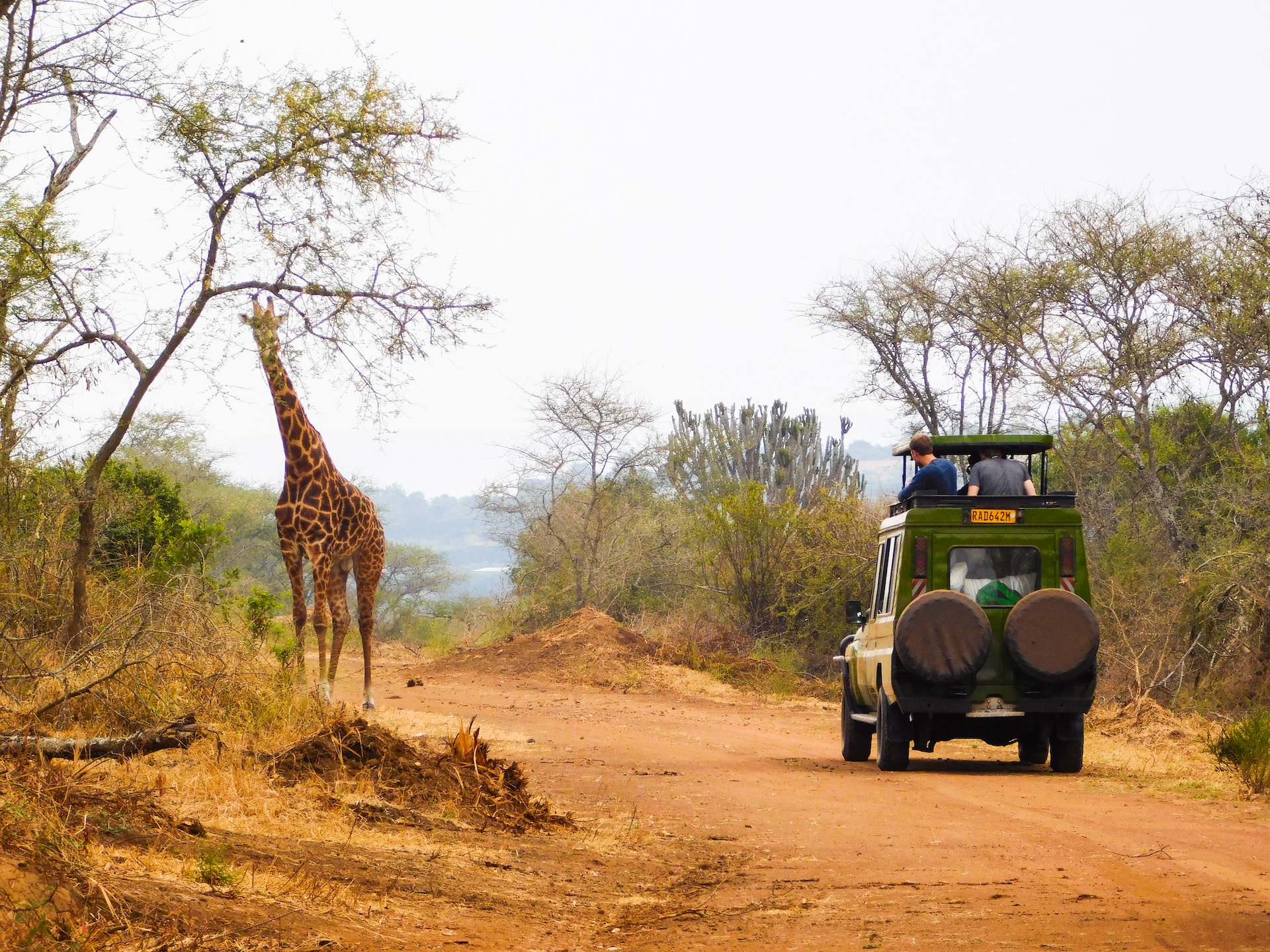 Akagera Game Drive