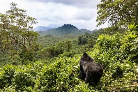 Gorilla Family