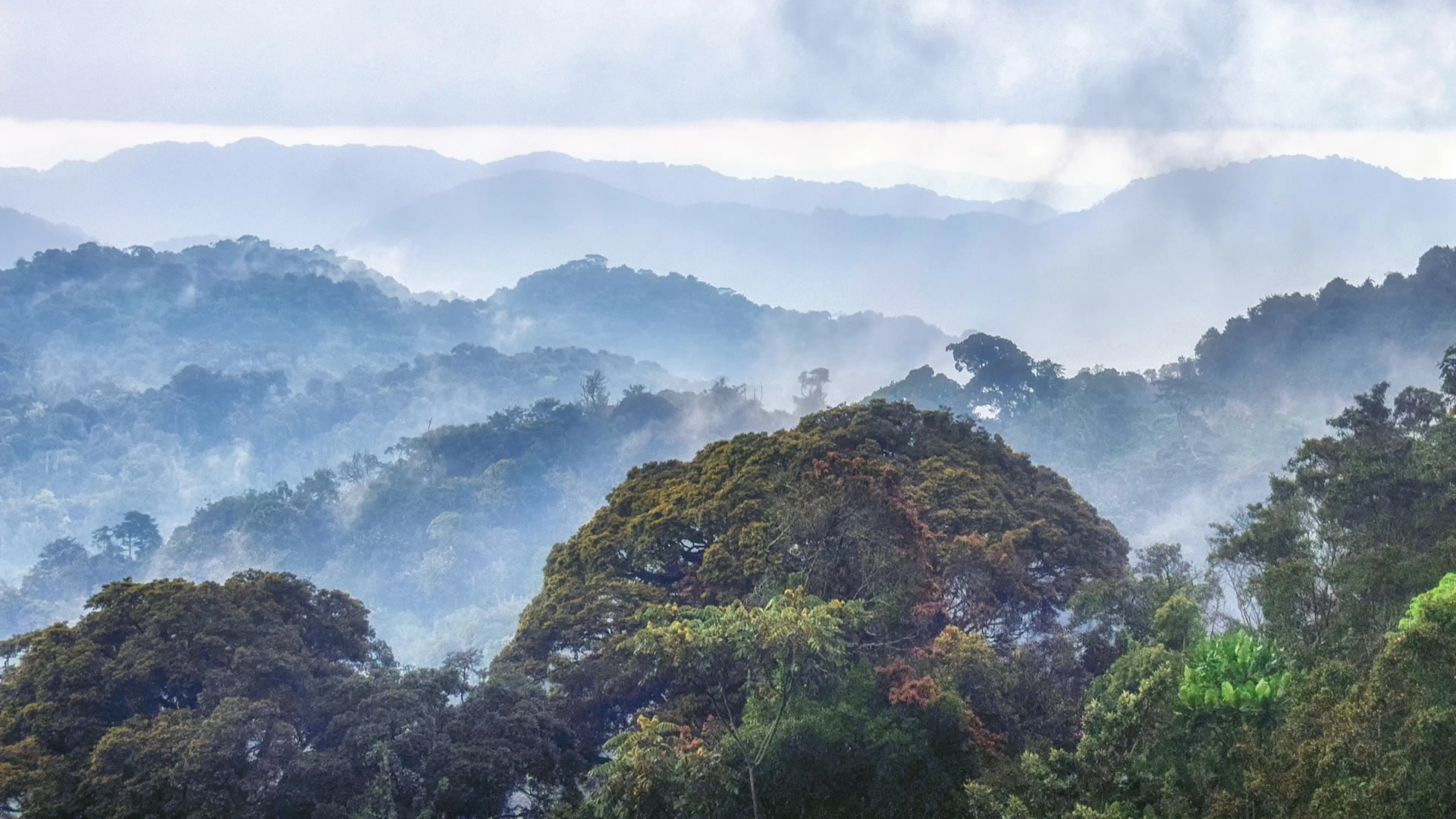 Nyungwe Rainforest